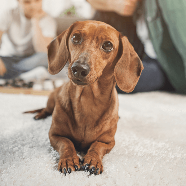 perrito (1)